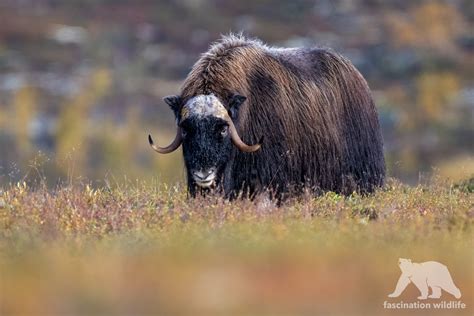 Wild Norway - Fascination Wildlife