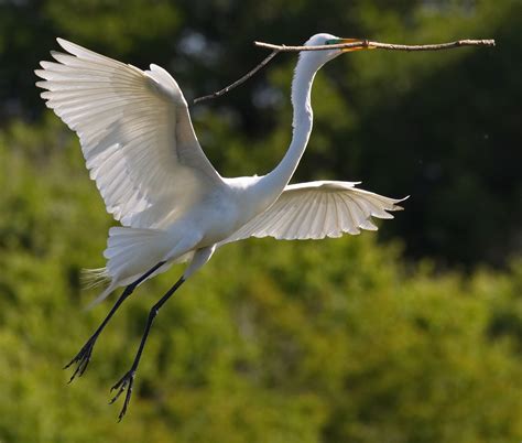 Great Egret | San Diego Bird Spot