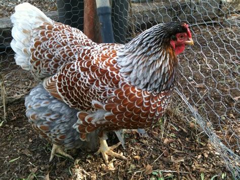 Blue Splash Marans Hen looks like the counterpart to our Silver Cuckoo ...