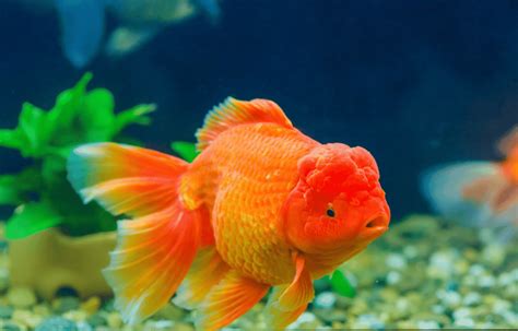 Fat Goldfish: Essential Care and Feeding Tips - Memfish dot net