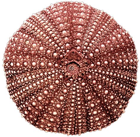 Collection of PNG Sea Urchin. | PlusPNG