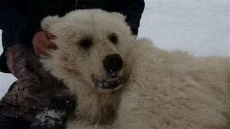 Grolar or pizzly? Hybrid bear a victim of global warming, says expert