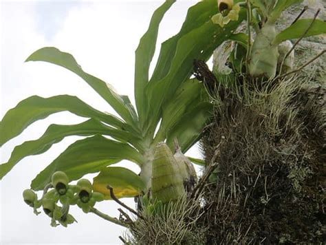 3 Types of Green Orchids - A-Z Animals