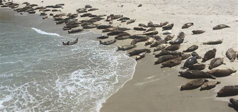 Playful Seals at La Jolla Cove, California : Gina Pacelli