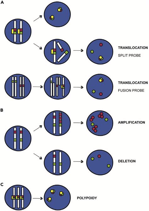 Schematic representation of chromosomal abnormalities visualized after ...