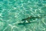 Free Stock photo of Blacktip reef shark in shallow water | Photoeverywhere