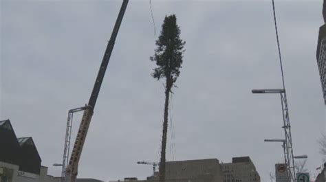 Much maligned Christmas tree to be turned into benches | CTV News