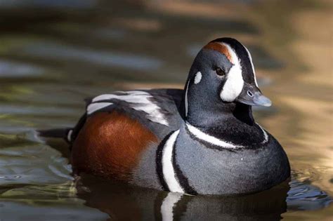 Harlequin Drake - British Waterfowl Association