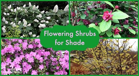 Flowering Shrubs for Shade - Top Picks for the Yard & Garden