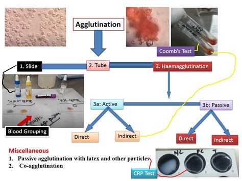 Agglutination: Introduction, Types and Its Applications