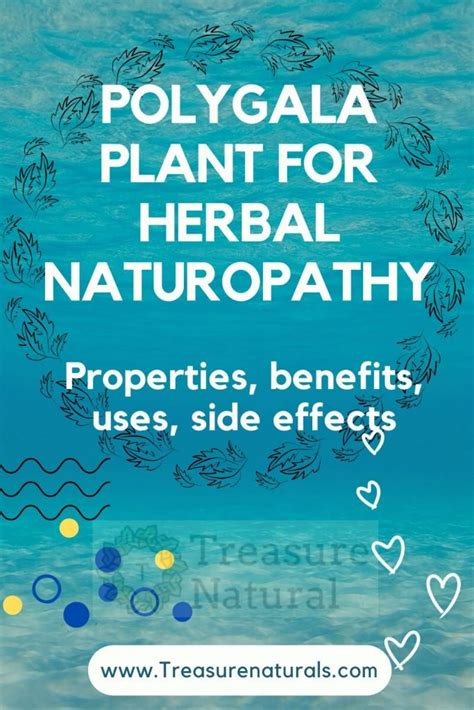 Polygala plant for Herbal Naturopathy: properties, benefits, uses, side effects - TreasureNatural