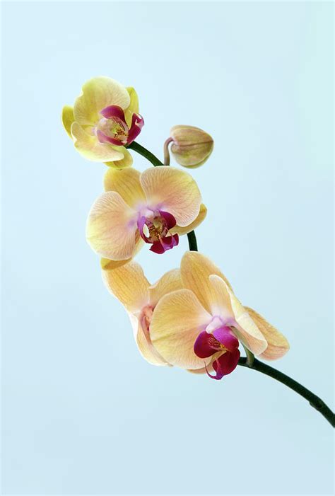 Yellow And Pink Orchid by Rachel Husband