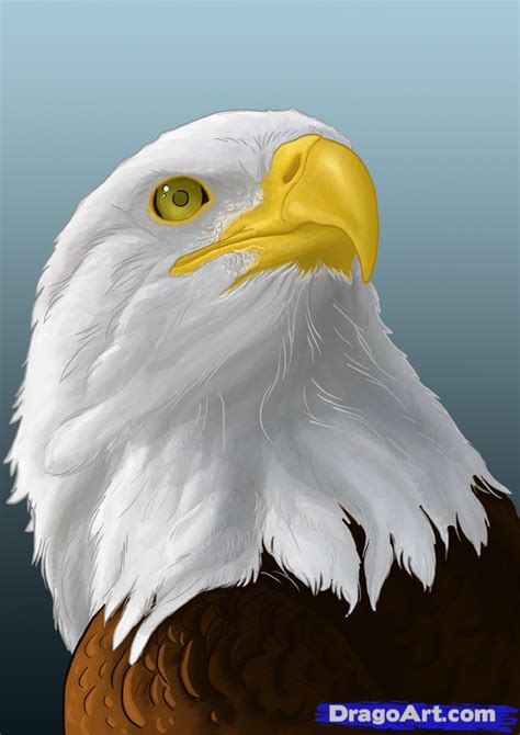 Eagle Drawing Color at PaintingValley.com | Explore collection of Eagle Drawing Color