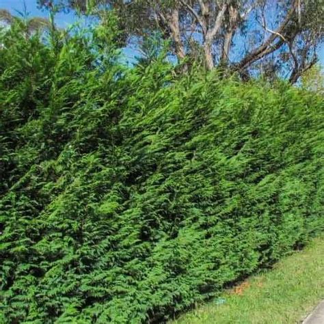 Leyland Cypress | Leyland Cypress Trees — PlantingTree.com