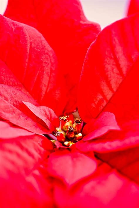 In and Out of the Garden: December Birth Flower - Poinsettia