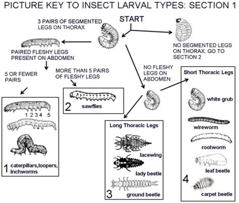 Recognizing Insect Larval Types | Entomology