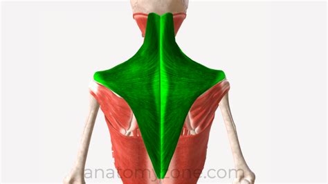 Upper Trapezius Function