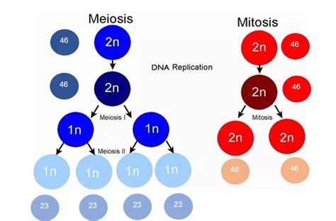 Diploid Definition and Examples - Biology Online Dictionary