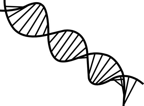 Dna Drawing Png Black And White Dna Png Free Transparent Png ...