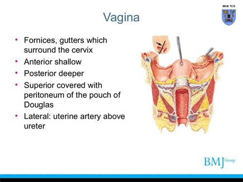 Anatomy of perineum