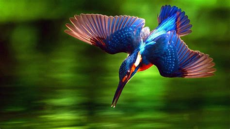16+ Kingfisher Bird Hd Wallpaper Pictures - Wallpaper HD Collections