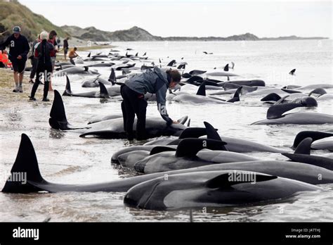 Picture by Tim Cuff - 10 & 11 February 2017 - Mass pilot whale ...