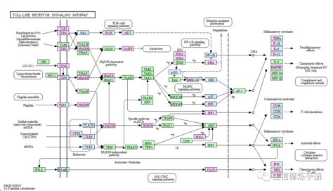 KEGG Disease 数据库-CSDN博客