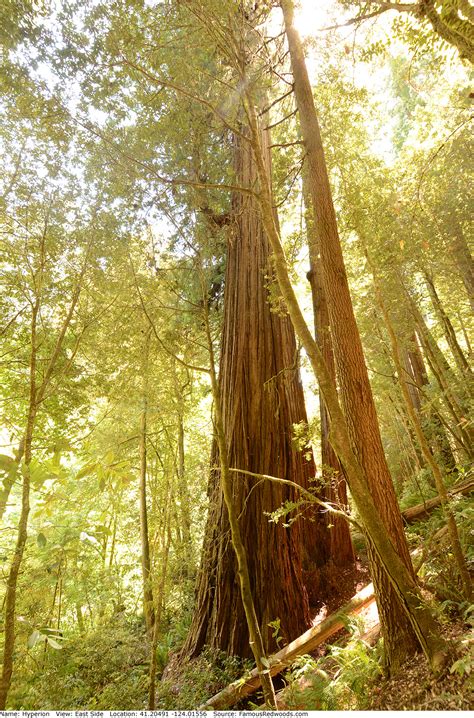 Hyperion Tree - Famous Redwoods