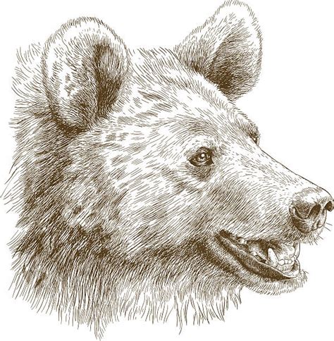 Best Bear Teeth Illustrations, Royalty-Free Vector Graphics & Clip Art ...