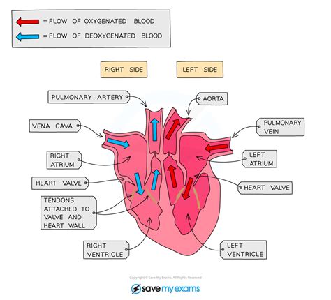 Edexcel IGCSE Biology 复习笔记 2.8.10 The Heart-翰林国际教育