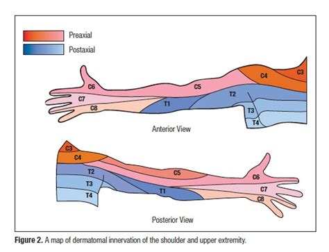 Cervical Nerves Innervation