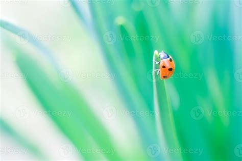 Ladybug macro 708381 Stock Photo at Vecteezy