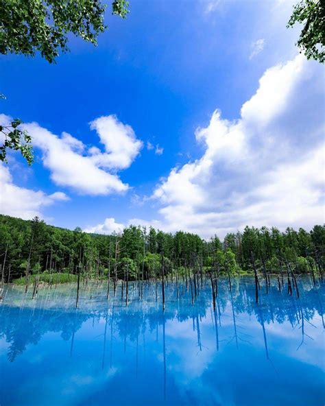 Japan Travel: Hokkaido's Blue Pond in the town of Biei definitely lives up to its name! "How d ...