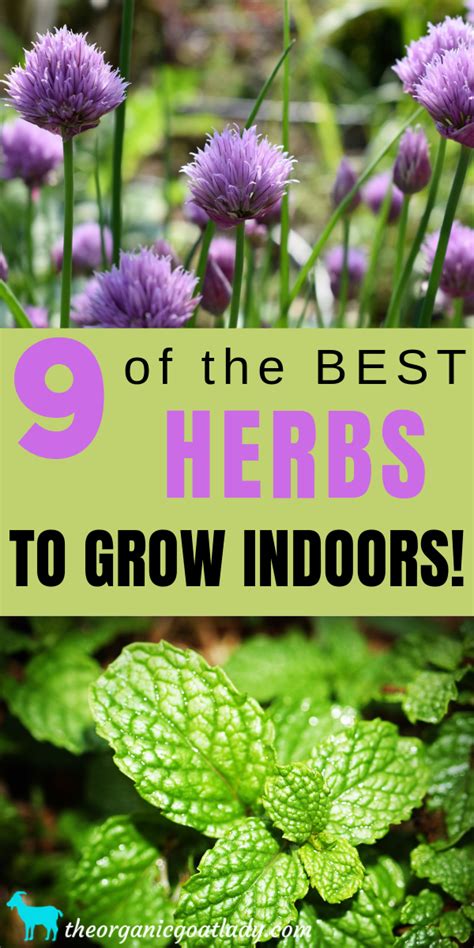 9 of the Best Herbs to Grow Indoors! - The Organic Goat Lady