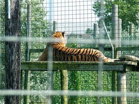 043_28-07-2005_iow_sandown_zoo | Siberian Tiger | Mark Ferbert | Flickr