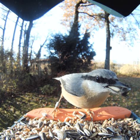 Bird Buddy lands $8.5M to pursue 'tech for nature' after smart bird ...