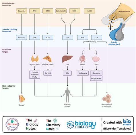 Pituitary Gland- Definition, Structure, Hormones, Functions, Disorders