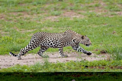 Leopard hunting Photograph by Tony Camacho - Pixels