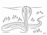 King Cobra Coloring Pages Sketch Page sketch template