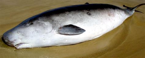 Dwarf Sperm Whale – "OCEAN TREASURES" Memorial Library