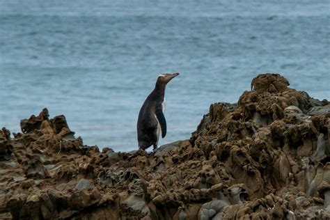 Monitoring our precious hoiho and pakake - Blake NZ