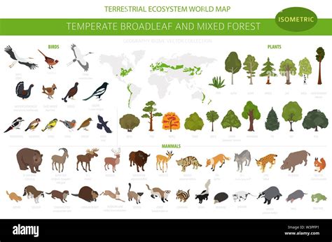 Forest Ecosystem Plants