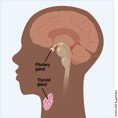 Thyroid Tests (for Parents) | Nemours KidsHealth