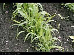 ECOLIBRARY :: SEARCH FOR ECHINOCHLOA FRUMENTACEA