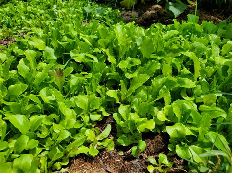 Growing Lettuce Naturally (plants forum at permies)