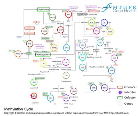 Methylation Cycle homocysteine - MTHFR Gene health™