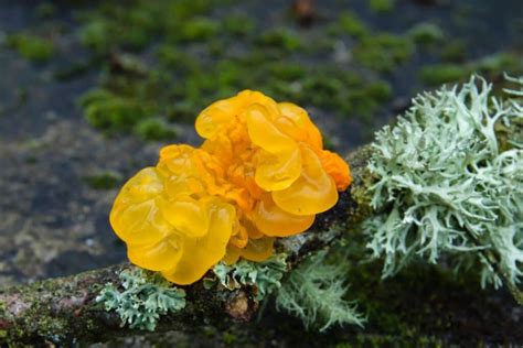 Witches' Butter: Species, Foraging, and Cooking This Odd Fungus - Mushroom Appreciation