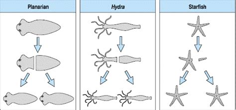 Parthenogenesis: The miracle behind 'Virgin Birth'