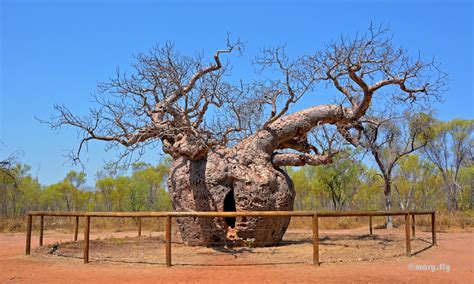 More than meets the eye: Derby Boab "Prison" Tree, Australia - Unusual Places