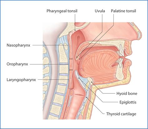 Pharynx And Larynx Diagram